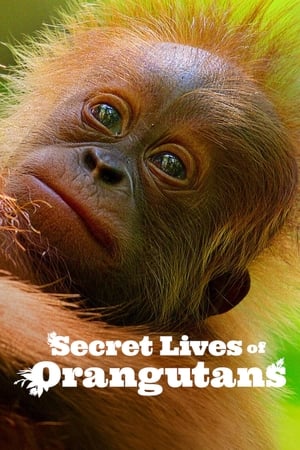 Secret Lives of Orangutans movie dual audio download 480p 720p 1080p